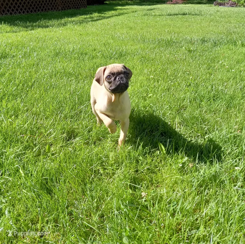 Fancy – Pug puppy for sale in Luray, VA