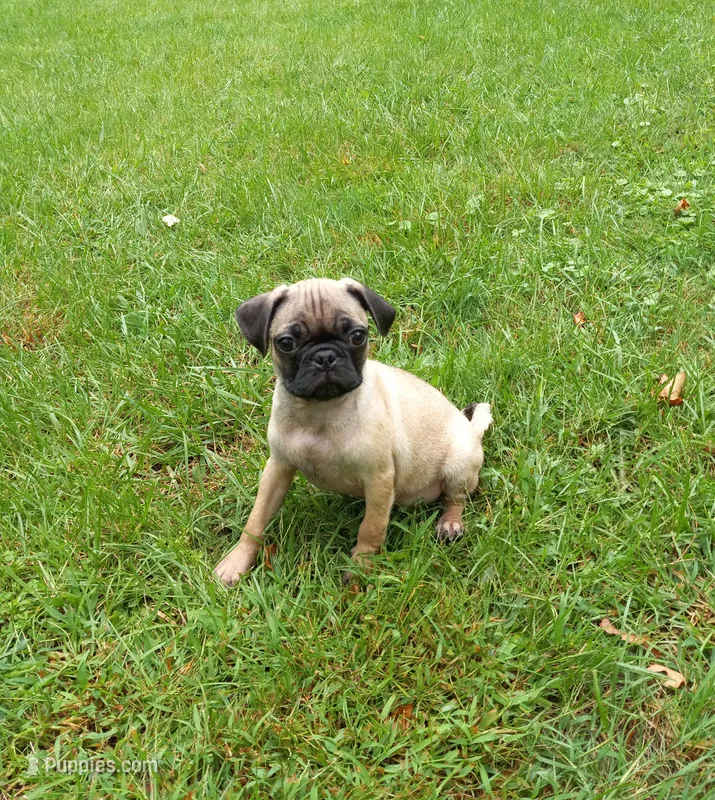 Baxter – Pug puppy for sale in Luray, VA