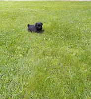 Sunshine, a female Pug for sale in Luray, VA – 4 of 7