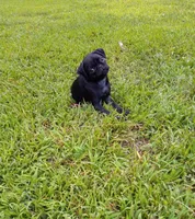 Cheyenne, a female Pug for sale in Luray, VA – 2 of 4