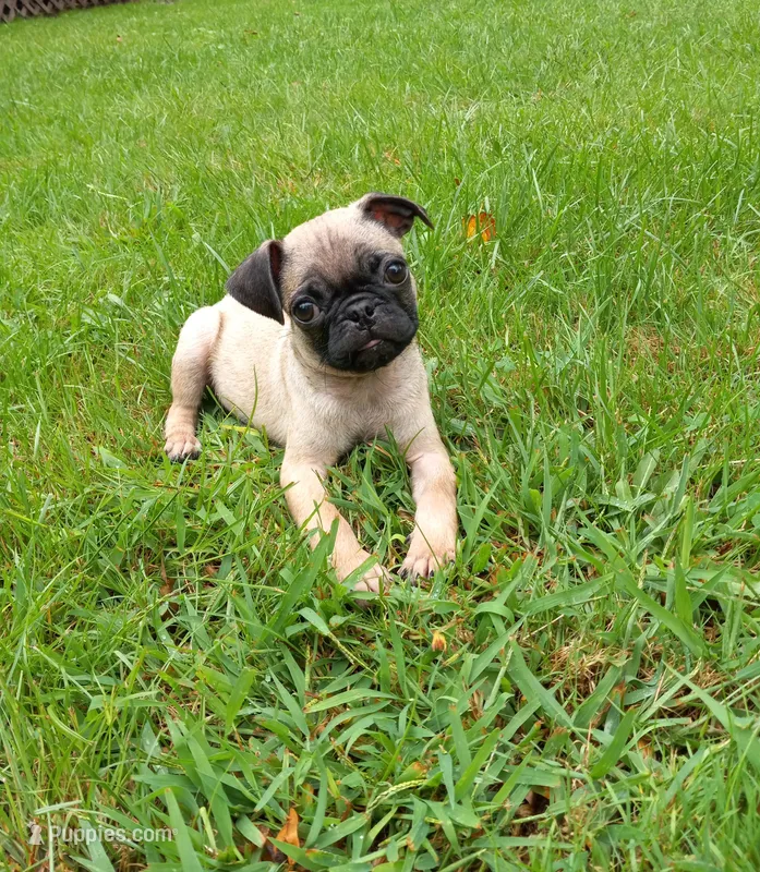 Rusty – Pug puppy for sale in Luray, VA
