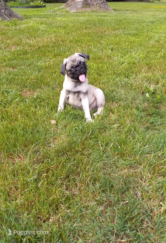 Bo – Pug puppy for sale in Luray, VA