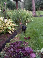 Sarge, a male Pug for sale in Luray, VA – 2 of 5