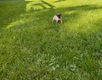 Maggie, a female Pug for sale in Luray, VA – 2 of 3