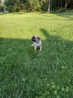 Baxter, a male Pug for sale in Luray, VA – 4 of 9