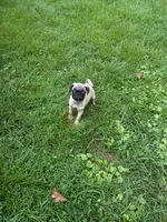 Baxter, a male Pug for sale in Luray, VA – 5 of 9