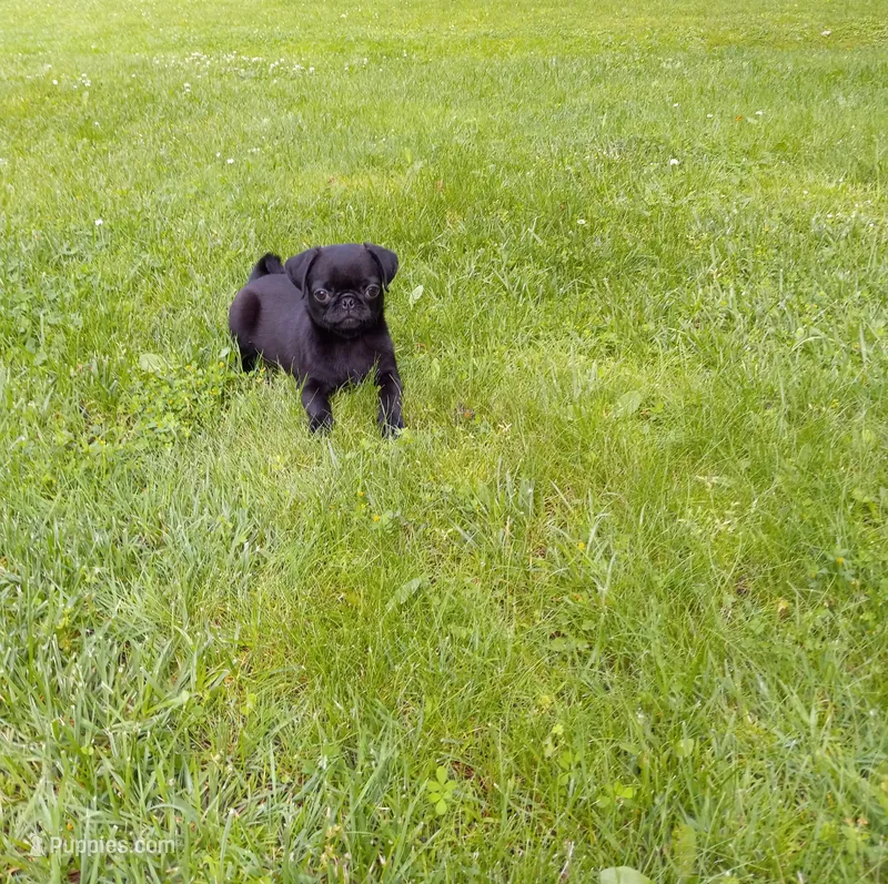 Sunshine – Pug puppy for sale in Luray, VA