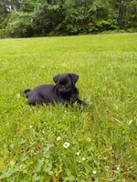 Sunshine, a female Pug for sale in Luray, VA – 7 of 7