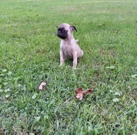 Ranger, a male Pug for sale in Luray, VA – 6 of 7