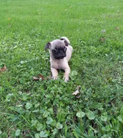 Ranger, a male Pug for sale in Luray, VA – 4 of 7