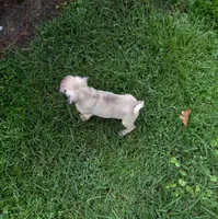 Baxter, a male Pug for sale in Luray, VA – 3 of 9