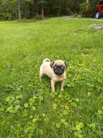 Susie, a female Pug for sale in Luray, VA – 6 of 6