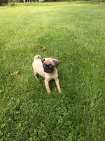 Susie, a female Pug for sale in Luray, VA – 3 of 6