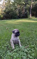Sugar, a female Pug for sale in Luray, VA – 4 of 5