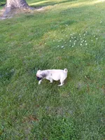 Fancy, a female Pug for sale in Luray, VA – 6 of 6