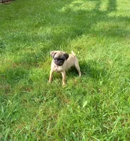 Maggie, a female Pug for sale in Luray, VA – 3 of 3