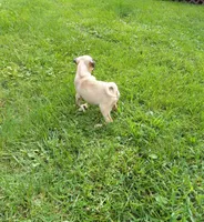 Susie, a female Pug for sale in Luray, VA – 5 of 6