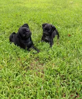 Cheyenne, a female Pug for sale in Luray, VA – 3 of 4