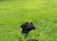 Cheyenne, a female Pug for sale in Luray, VA – 4 of 4