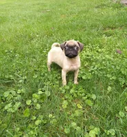 Susie, a female Pug for sale in Luray, VA – 2 of 6