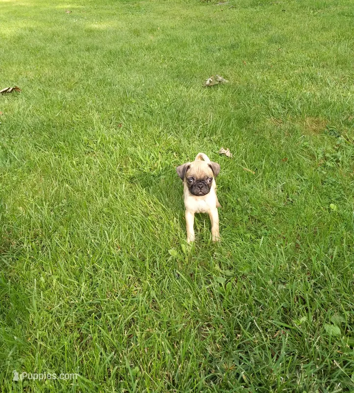 Rusty – Pug puppy for sale in Luray, VA