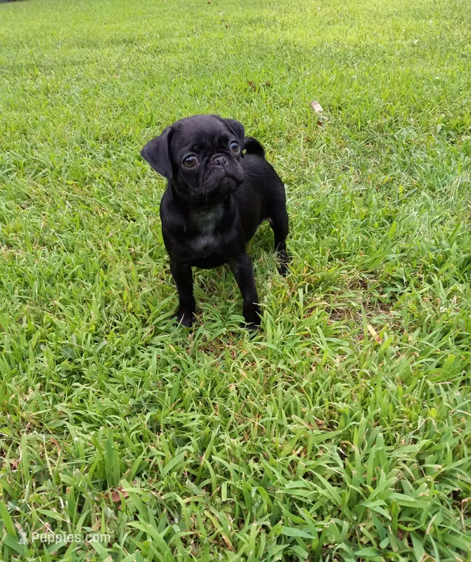 Cheyenne – Pug puppy for sale in Luray, VA