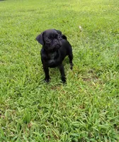 Cheyenne, a female Pug for sale in Luray, VA – 1 of 4