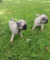 Mia, a female Pug for sale in Luray, VA – 5 of 7