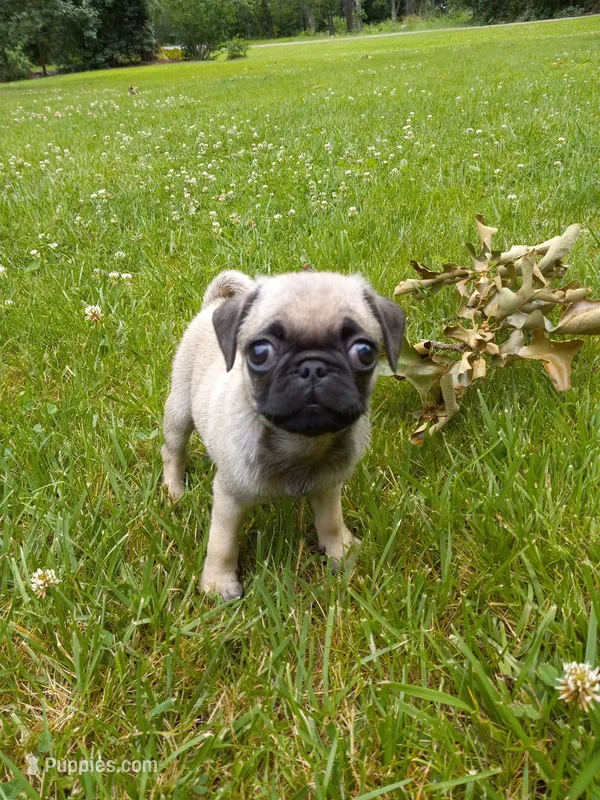 Mia – Pug puppy for sale in Luray, VA