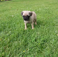 Mia, a female Pug for sale in Luray, VA – 4 of 7