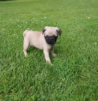 Mia, a female Pug for sale in Luray, VA – 2 of 7