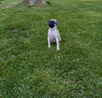 Buttercup, a male Pug for sale in Luray, VA – Photo 5 of 6