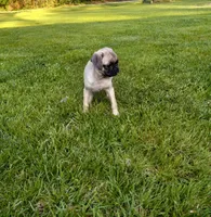 Buttercup, a male Pug for sale in Luray, VA – Photo 3 of 6