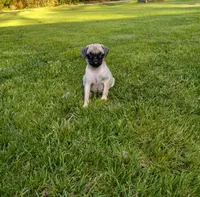 Buttercup, a male Pug for sale in Luray, VA – Photo 2 of 6