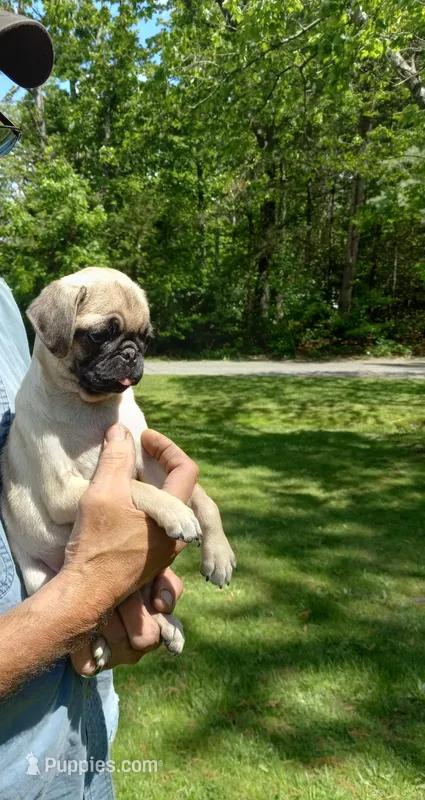 Buttercup – Pug puppy for sale in Luray, VA