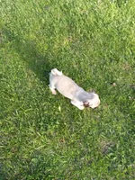 Buttercup, a male Pug for sale in Luray, VA – Photo 6 of 6