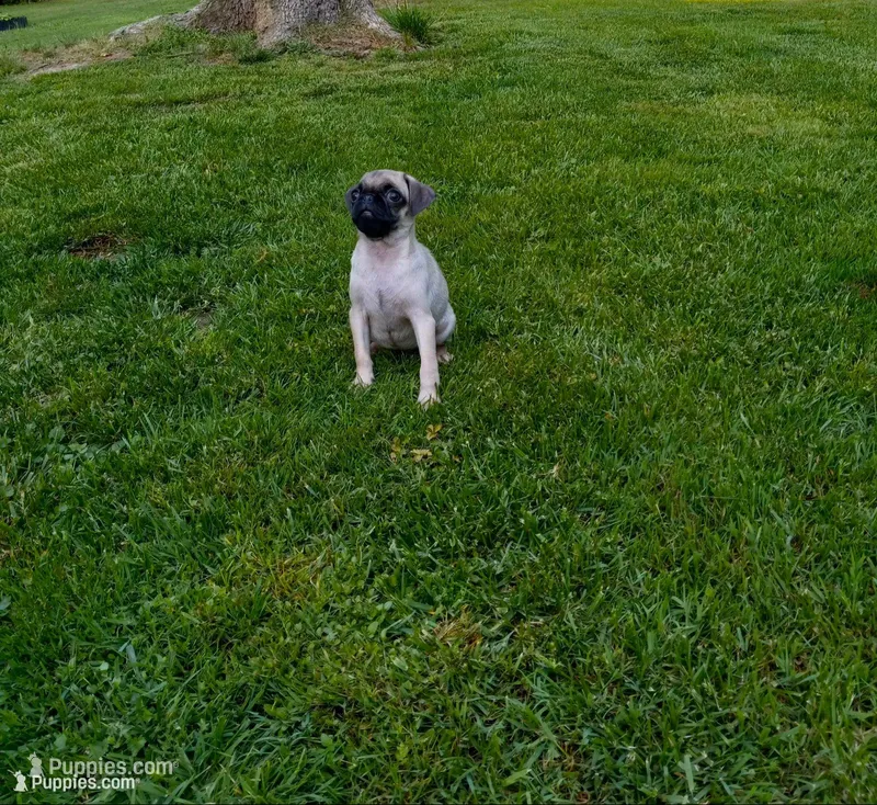 Buttercup – Pug puppy for sale in Luray, VA