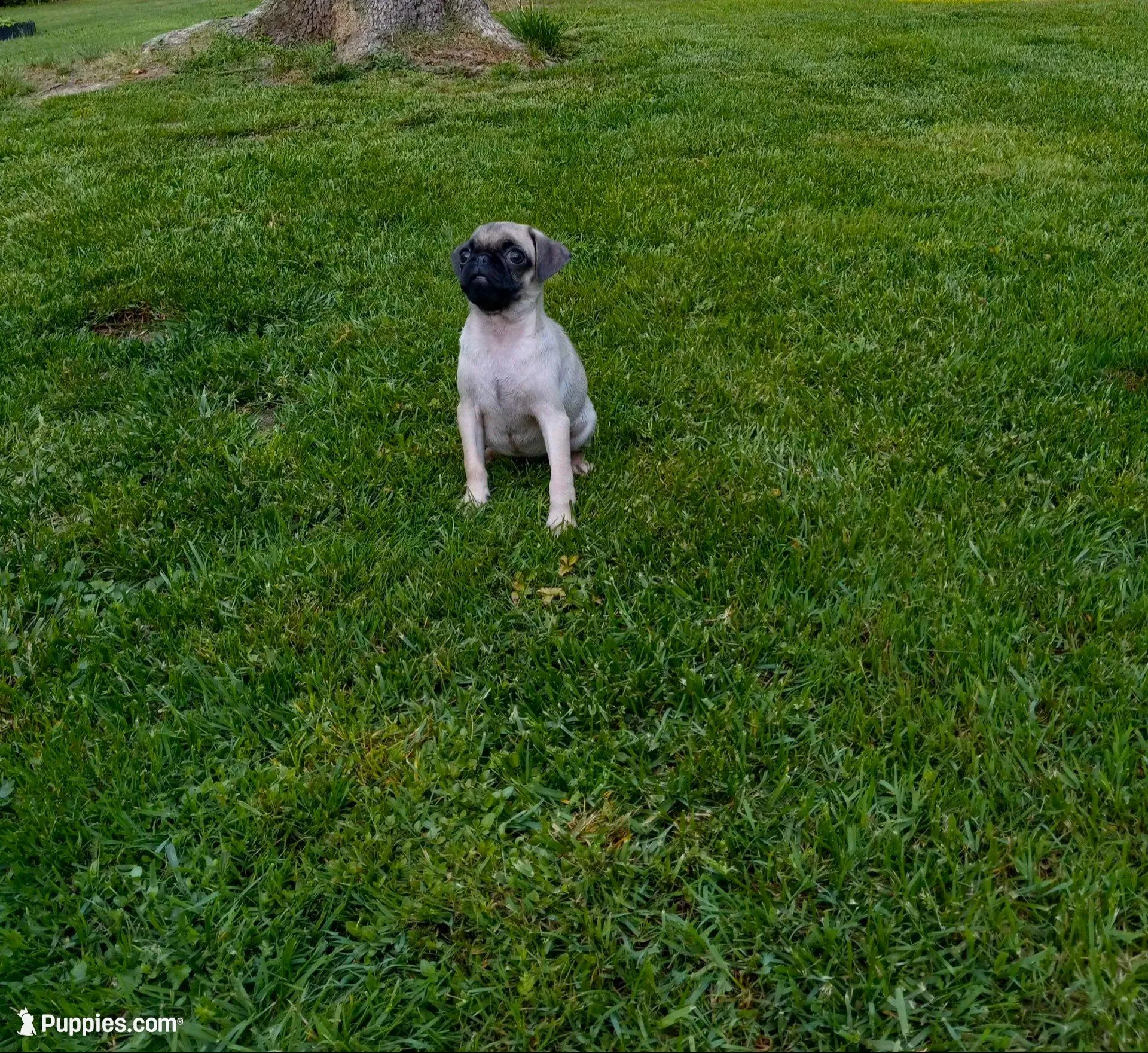 Buttercup, a male Pug for sale in Luray, VA – Photo 1 of 6