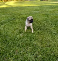 Buttercup, a male Pug for sale in Luray, VA – Photo 4 of 6