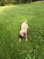 Rusty, a male Pug for sale in Luray, VA – 3 of 3