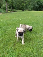 Bo, a male Pug for sale in Luray, VA – 4 of 5