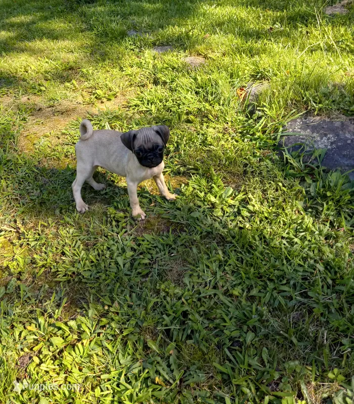 Baxter – Pug puppy for sale in Luray, VA