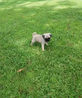 Mia, a female Pug for sale in Luray, VA – 7 of 7