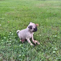 Ranger, a male Pug for sale in Luray, VA – 3 of 7