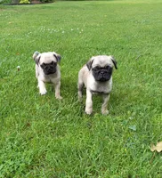 Bo, a male Pug for sale in Luray, VA – 2 of 5