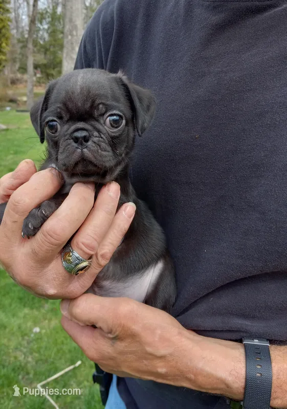 Ebony – Pug puppy for sale in Luray, VA