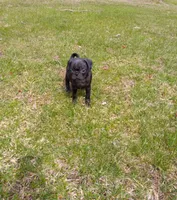Ebony, a female Pug for sale in Luray, VA – Photo 4 of 8
