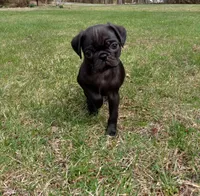 Ebony, a female Pug for sale in Luray, VA – Photo 2 of 8