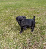 Ebony, a female Pug for sale in Luray, VA – Photo 5 of 8