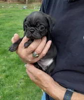 Ebony, a female Pug for sale in Luray, VA – Photo 7 of 8